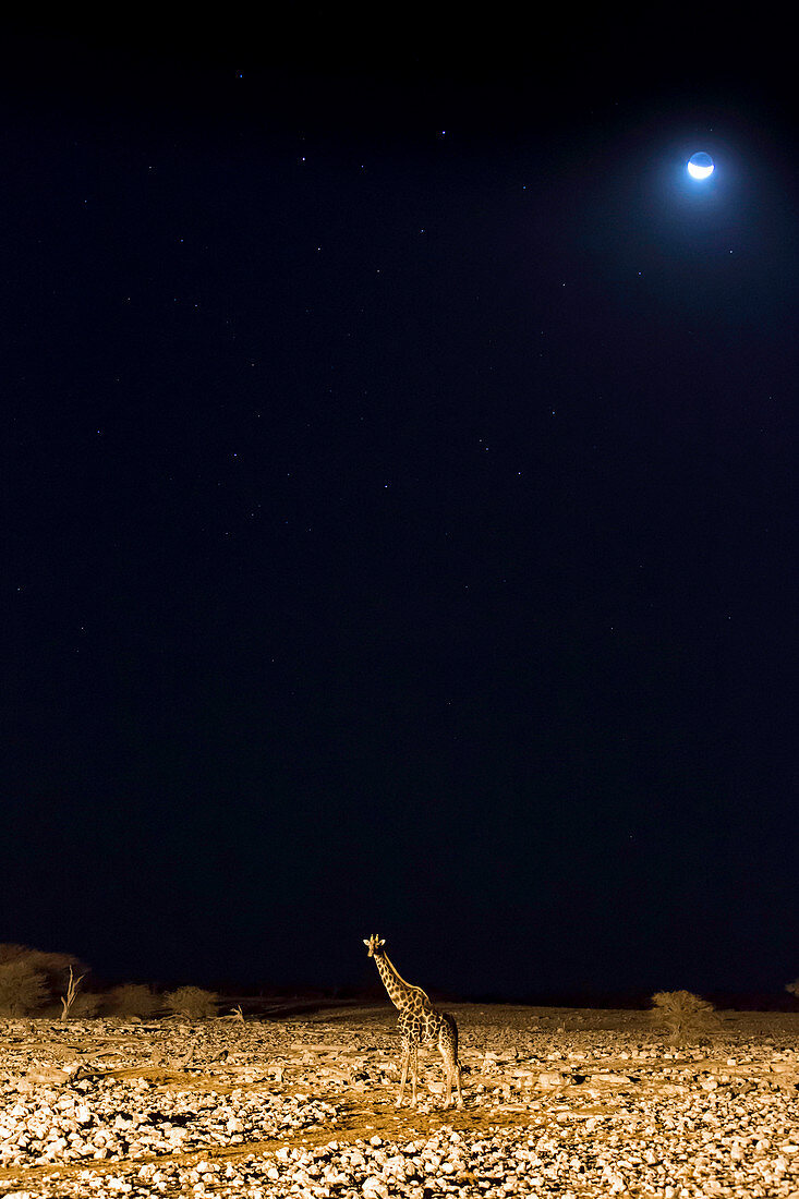 Giraffe (Giraffa camelopardalis) nachts, Namibia