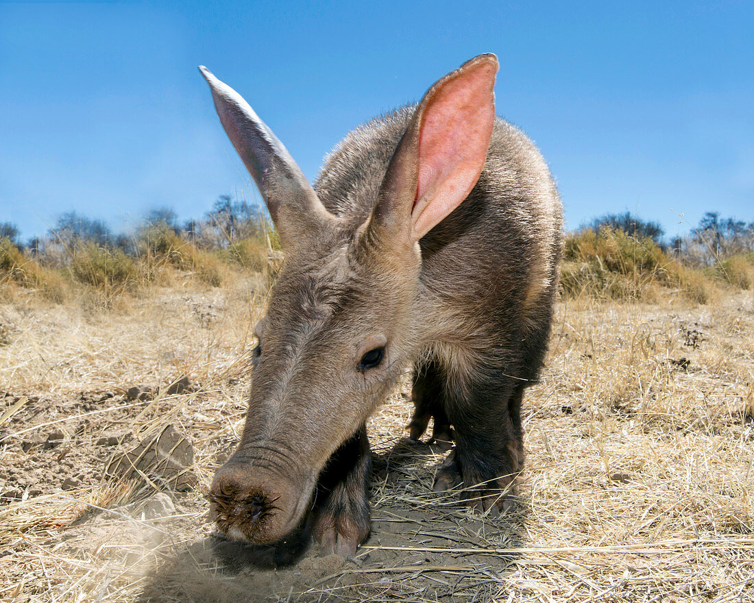 Erdferkel (Orycteropus afer), Windhoek, Namibia