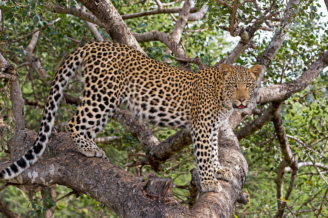Leopard (Panthera pardus) auf Baum, Hoedspruit, Limpopo, Südafrika
