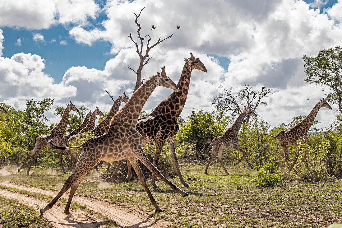 Giraffe (Giraffa giraffa) Herdenlauf, Sabi-sands Wildreservat, Südafrika
