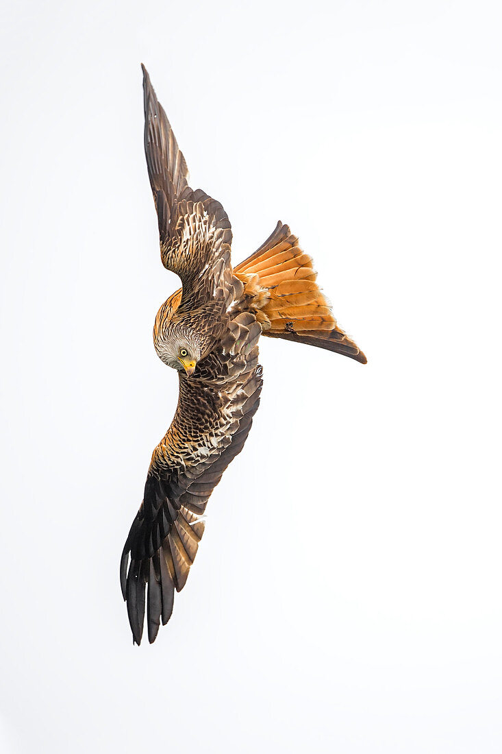 Rotmilan (Milvus Milvus) fliegend, Eifel, Deutschland