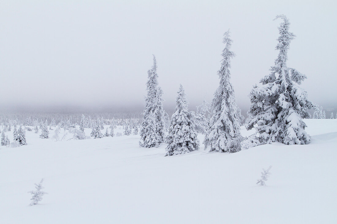 Nadelbäume im Winter, Nationalpark Riisitunturi, Finnland