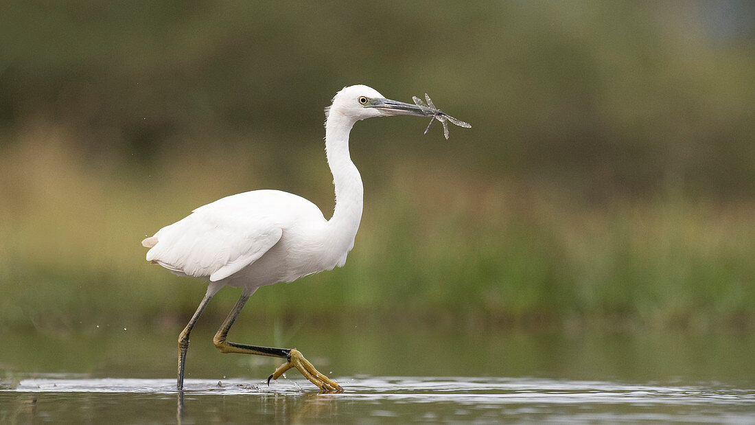 Seidenreiher (Egretta garzetta) Jungvögel mit Libellen-Opfer, Zimanga-Wildreservat, Südafrika