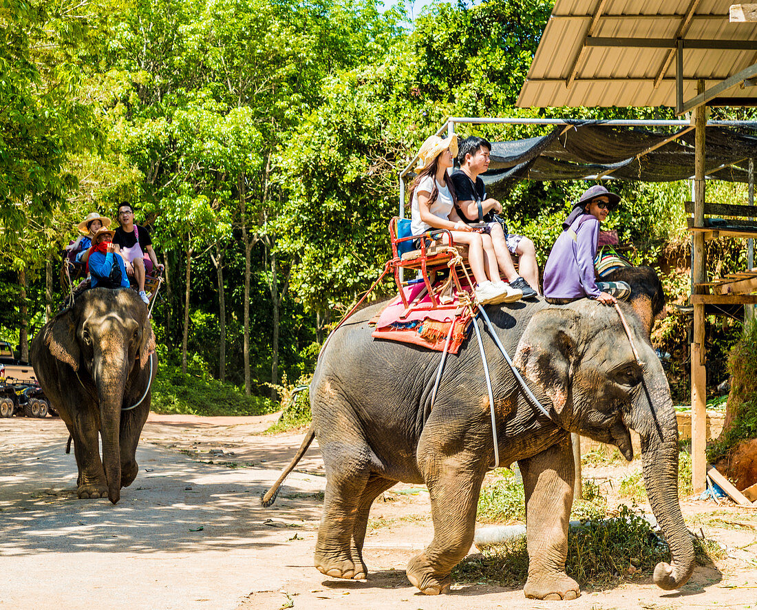Touristen reiten auf einem Elefanten in Phuket, Thailand, Südostasien, Asien