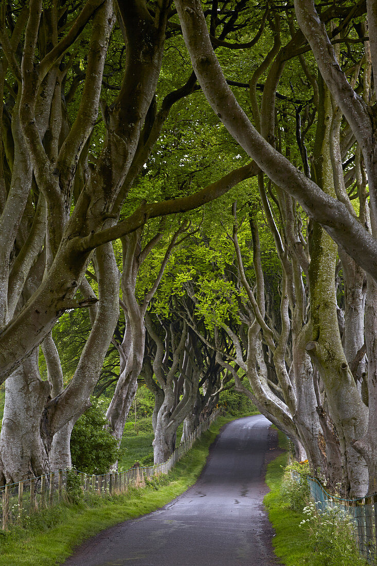 The Dark Hedges, Armoy, Grafschaft Antrim, Nordirland, Vereinigtes Königreich, Europa
