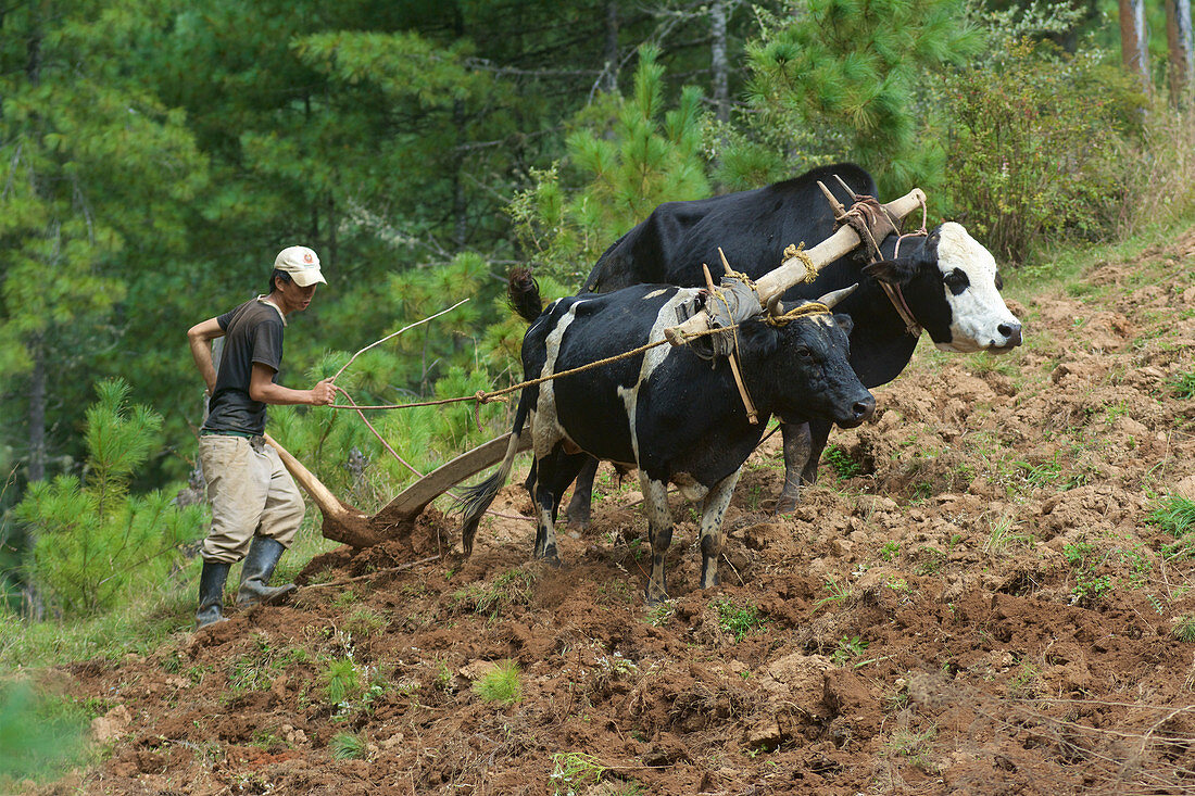 Farmer plows with cattle on steep terrain in Tang Valley, Bumthang, Bhutan, Himalayas, Asia
