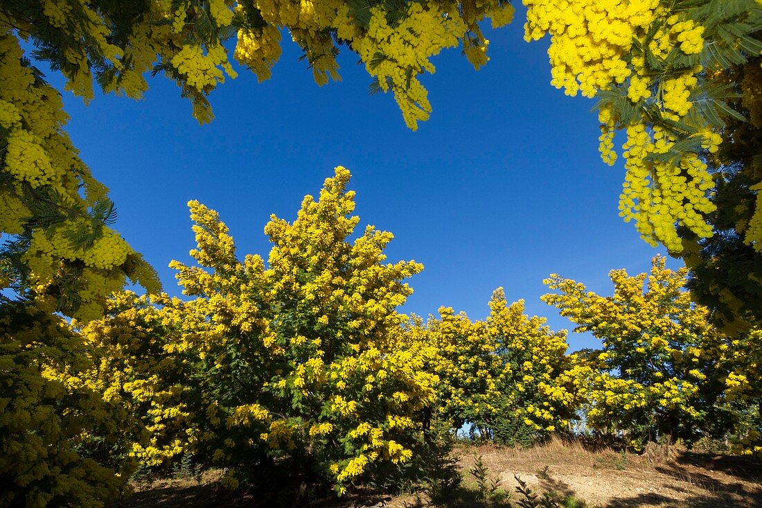 Plantage mit Mimosen, Tanneron, Var, Frankreich