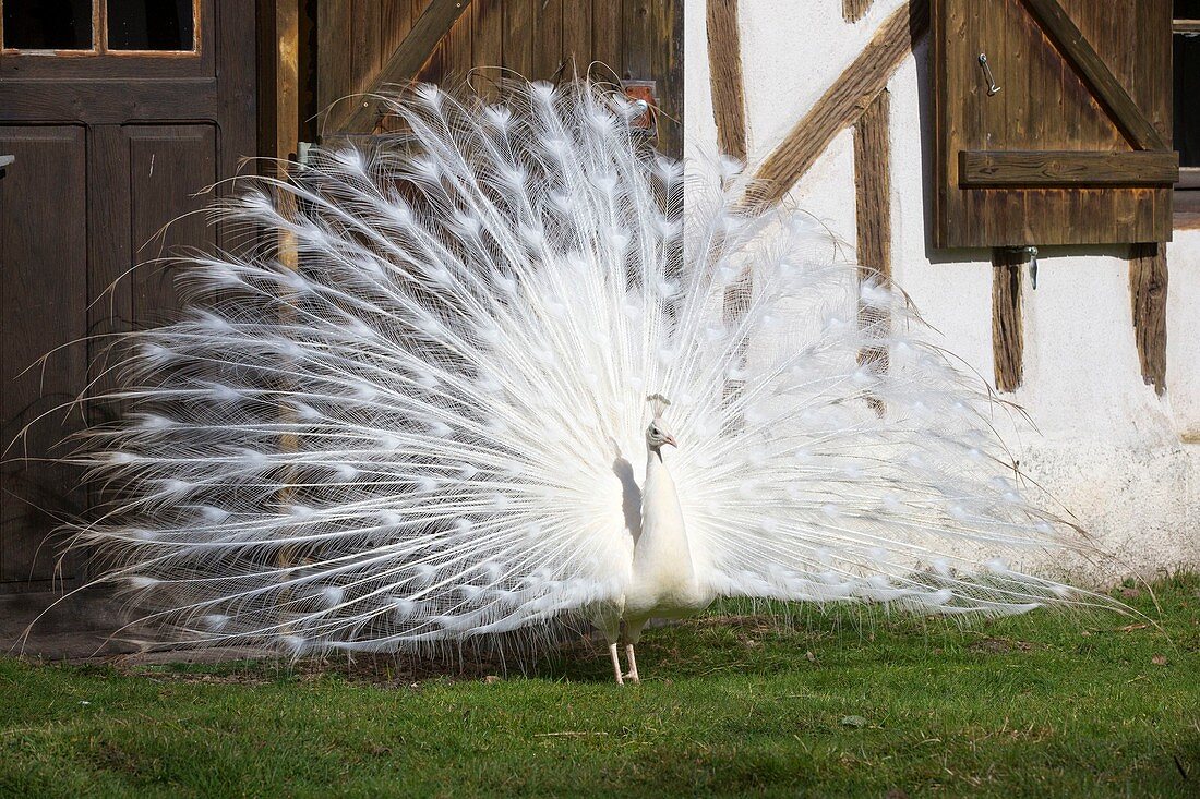 Indischer Pfau oder blauer Pfau (Pavo cristatus), männliches Exemplar, Ligny le Ribault, Sologne, Loiret, Frankreich