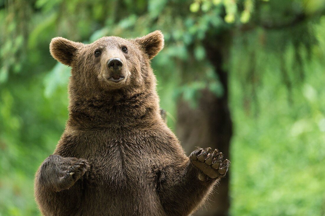 France, Hautes-Pyrenees, Argeles-Gazost, brown bear (Ursus arctos) in Pyrenees animal Park