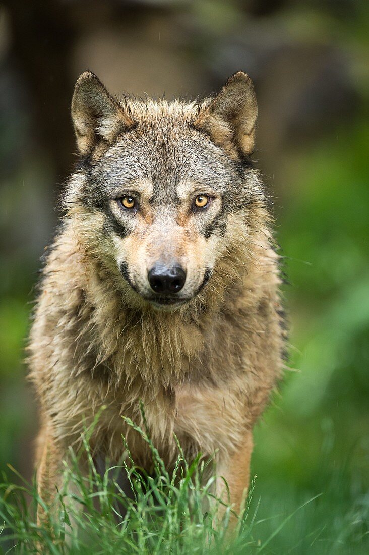 Wolf (Canis Lupus) im Pyrenäen-Tierpark, Argeles-Gazost, Hautes-Pyrenees, Frankreich