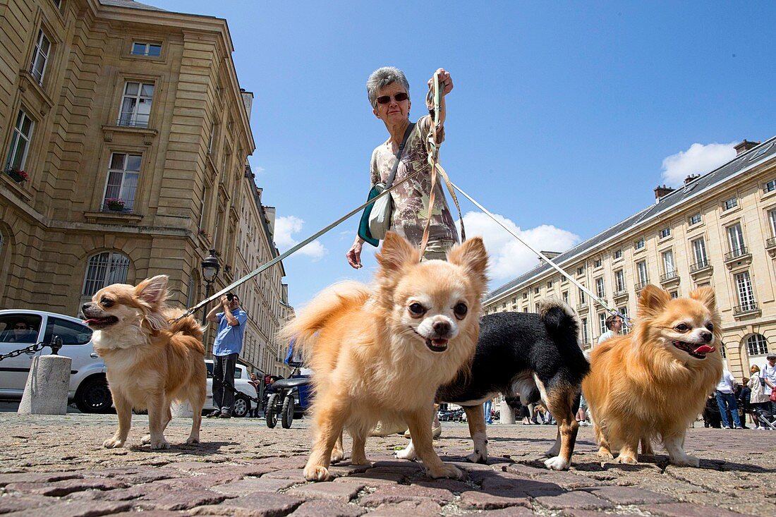 France, Paris. Demonstration for dog conservation in cities.