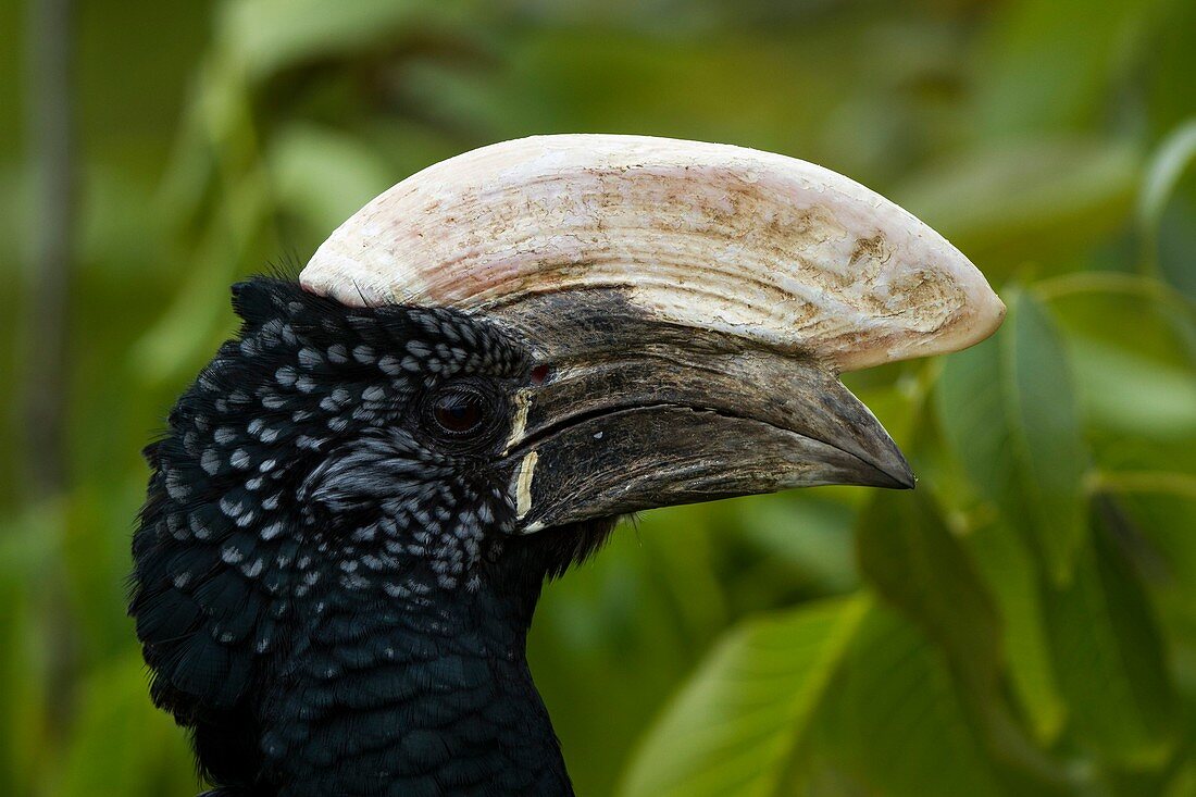 France, Maine et Loire, Doue La Fontaine, Bioparc zoo, Silvery-cheeked Hornbill (Bycanistes brevis), close-up,