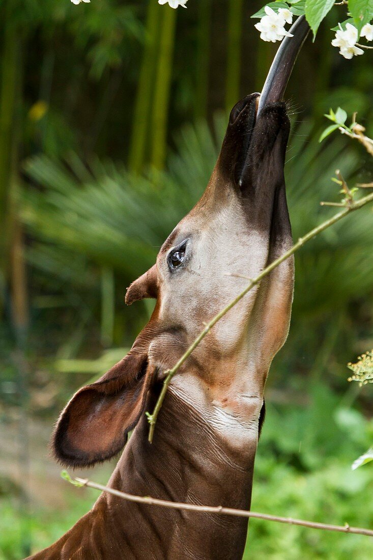 France, Maine et Loire, Doue La Fontaine, Bioparc zoo, okapi (Okapia johnstoni), feeding