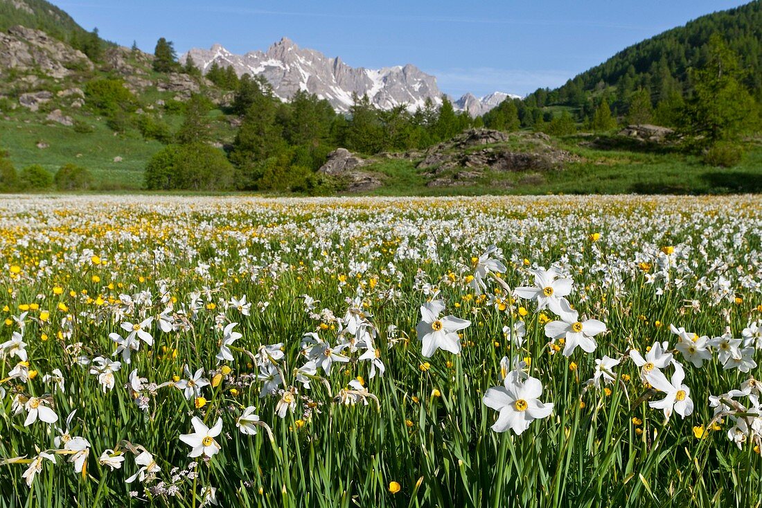 France, Hautes-Alpes, Nevache La Claree valley, daffodils, narcissus family Amaryllidaceae, overlooking the Pointe Cerces (3097m)