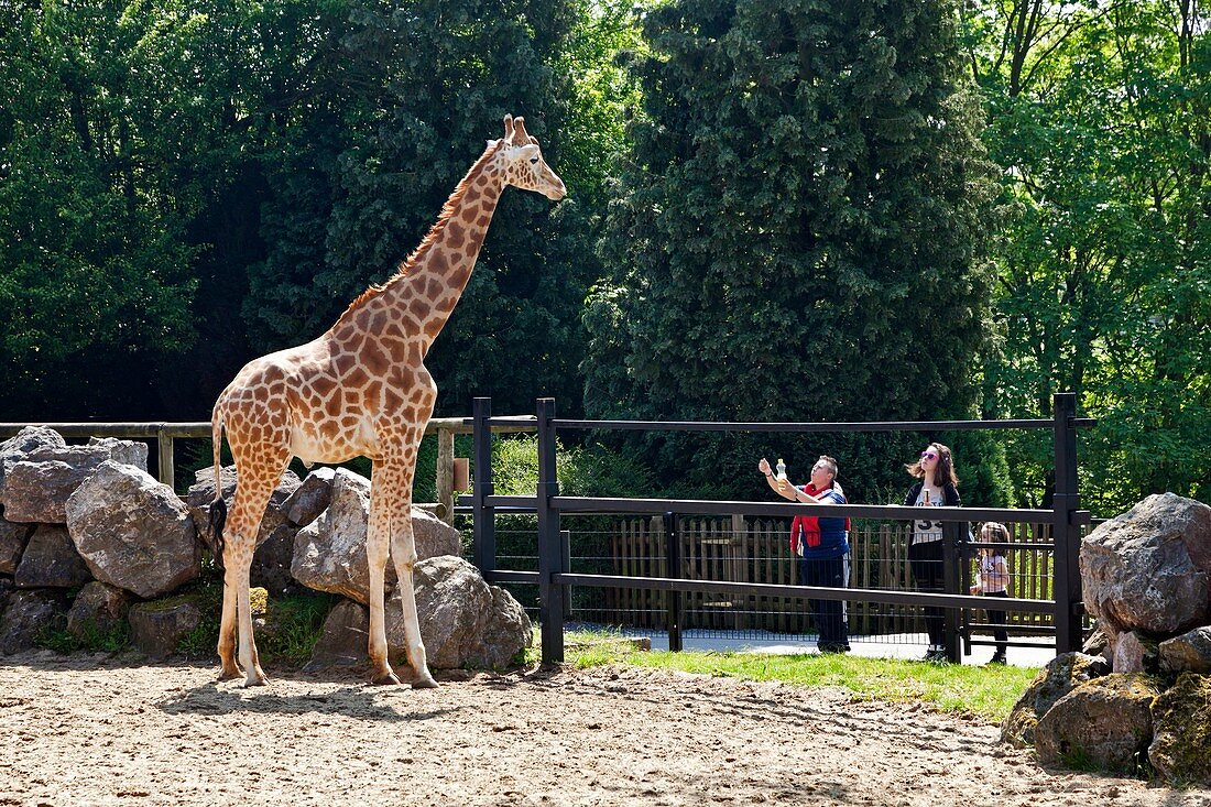 Frankreich, Nord, Maubeuge, Maubeuge-Zoo, Besucher beobachten eine Rothschild-Giraffe