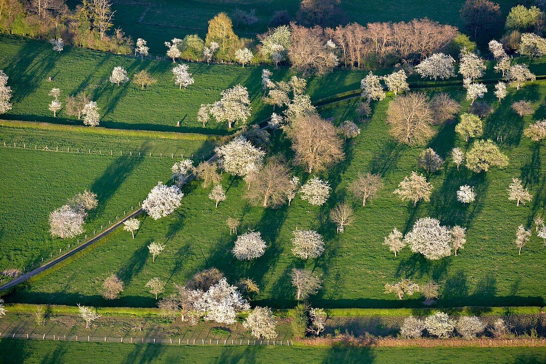 France, Doubs, Abbevillers, cherry blossoms in an old orchard (aerial view)