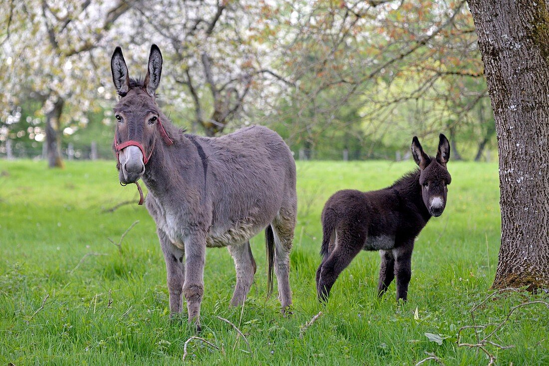 France, Doubs, Blamont, donkey and its colt in an orchard