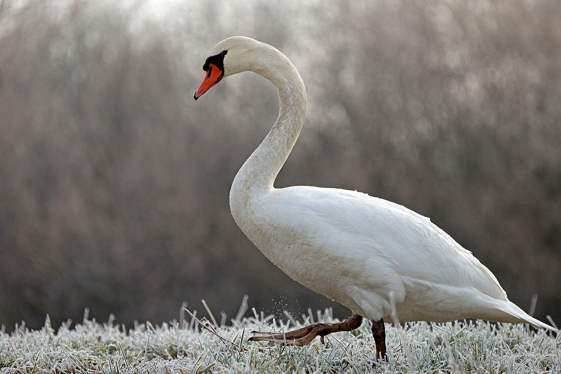 Frankreich, Doubs, Höckerschwan (Cygnus olor), der in einen eisigen Wiesenstock sich bewegt