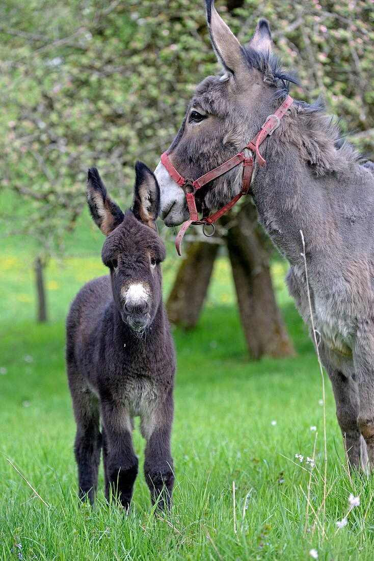 Frankreich, Doubs, Blamont, Esel und Fohlen in einem Obstgarten