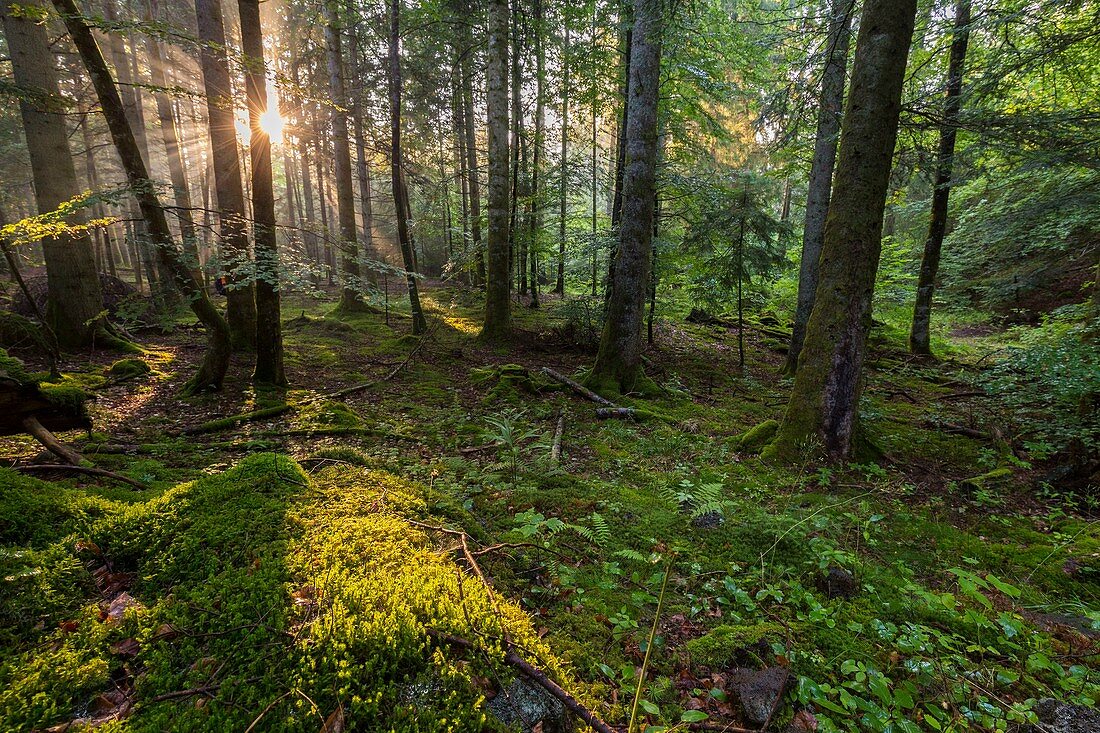 Frankreich, Puy de Dome, UNESCO Weltkulturerbe, Regionaler Naturpark der Vulkane der Auvergne, Vulkanhügelkette, Saint Ours, Sonnenstrahlen an besagter Stelle le Pres de Kommen Sie in 975m