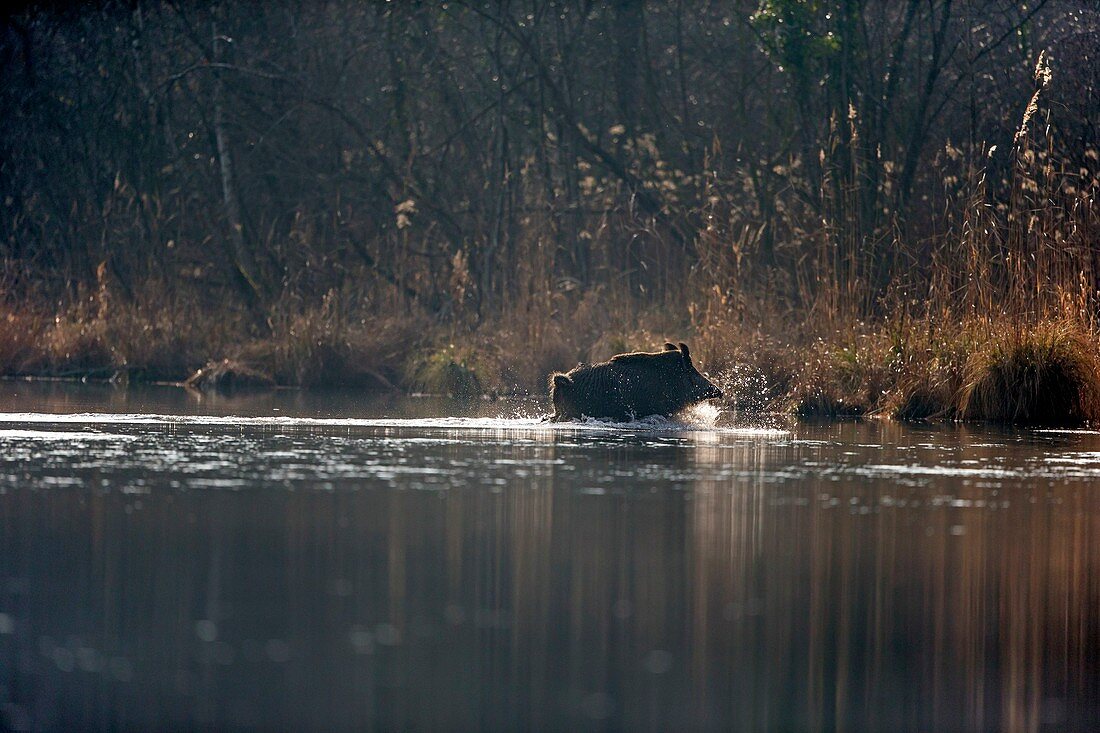 France, Alsace, Rhine forest, Wild Boar (Sus scrofa), swim across an arm of water