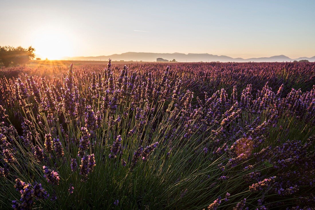Frankreich, Alpes-de-Haute-Provence, regionaler Naturpark du Verdon, Hochebene von Valensole, Blumen des Lavendels auf einem Gebiet