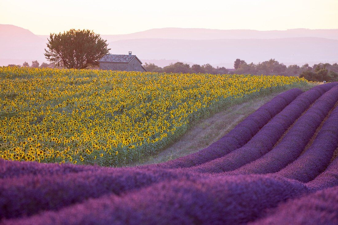 Frankreich, Alpes-de-Haute-Provence, Regionaler Naturpark Verdon, Hochebene von Valensole, Lavendelfeld und Sonnenblumen