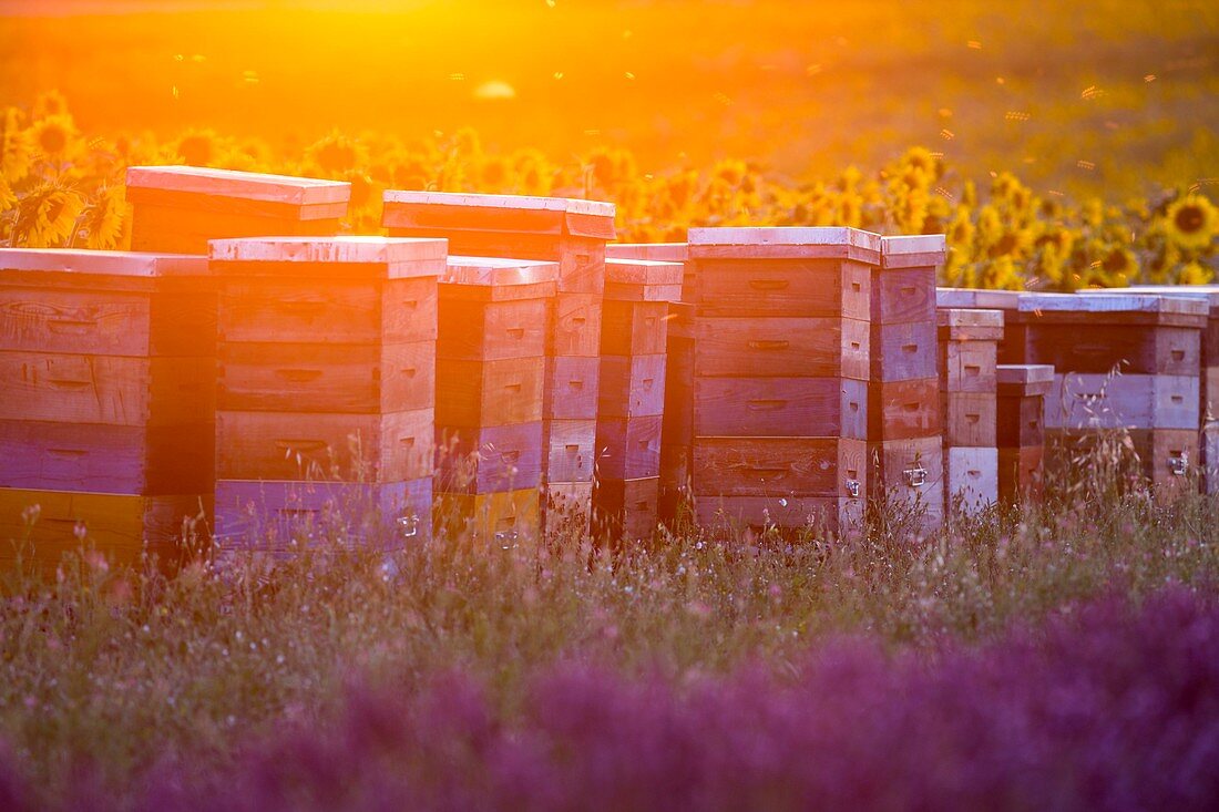 Frankreich, Alpes-de-Haute-Provence, Regionaler Naturpark Verdon, Hochebene von Valensole, Bienenstöcke zwischen Lavendelfeld und Sonnenblumen