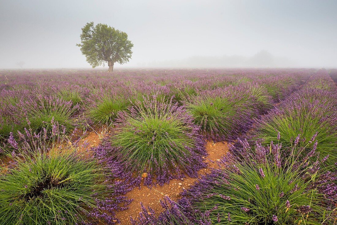 Frankreich, Alpes-de-Haute-Provence, Regionaler Naturpark Verdon, Puimoisson, Lavendelfeld auf der Hochebene von Valensole