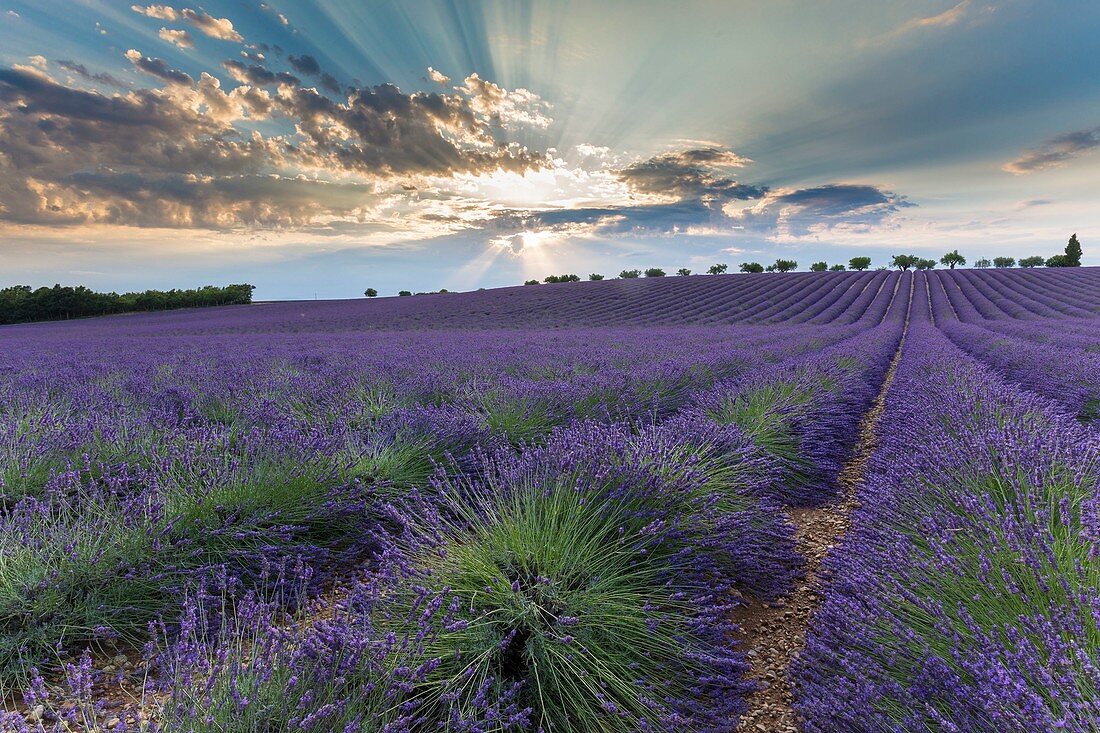 Frankreich, Alpes-de-Haute-Provence, Regionaler Naturpark Verdon, Hochebene von Valensole, Lavendelfeld