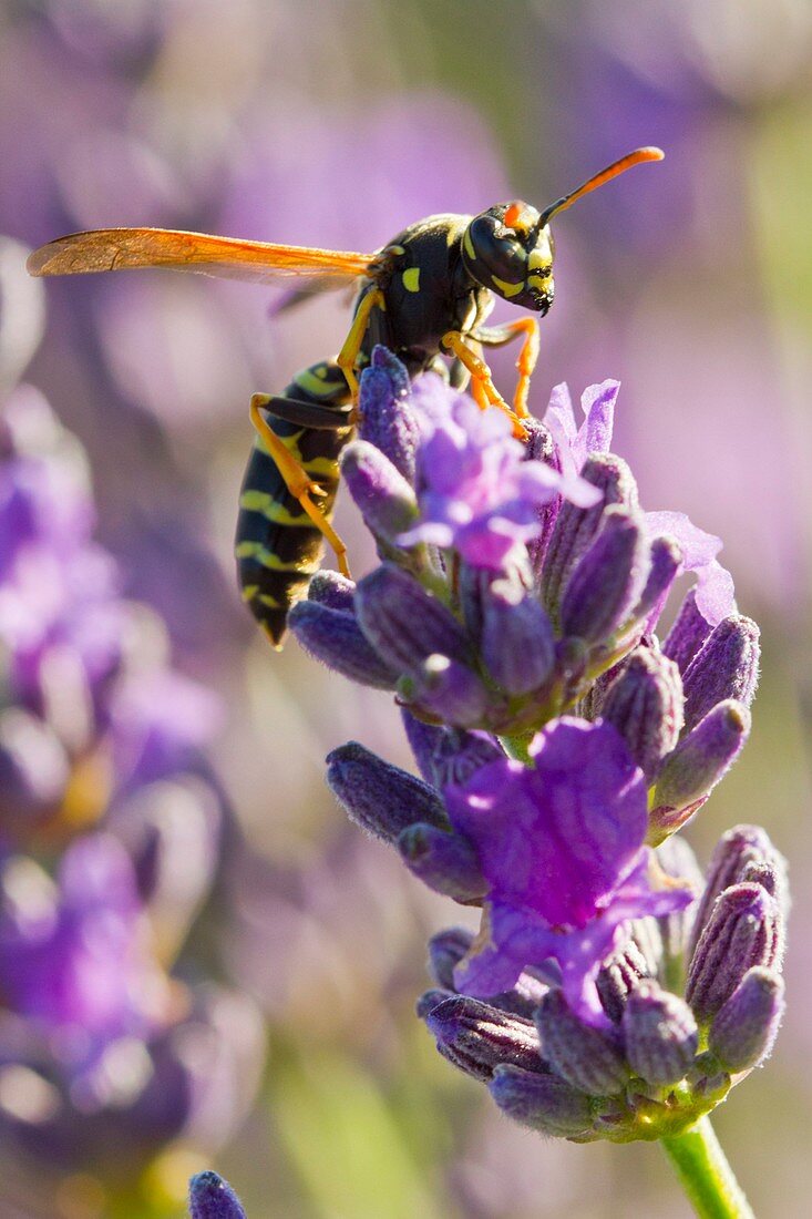 France, Vaucluse, Sault, common Wasp (Vespula vulgaris) on a sprig of lavender