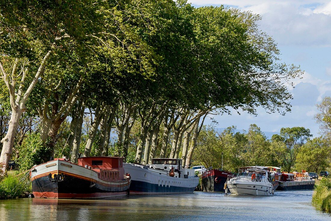 Frankreich, Aude, Saint Nazaire d'Aude, Canal du Midi, UNESCO-Weltkulturerbe, Hafen von Somail, Verkehr von Tourismusbooten mit Lastkähnen und Platanen im Hintergrund