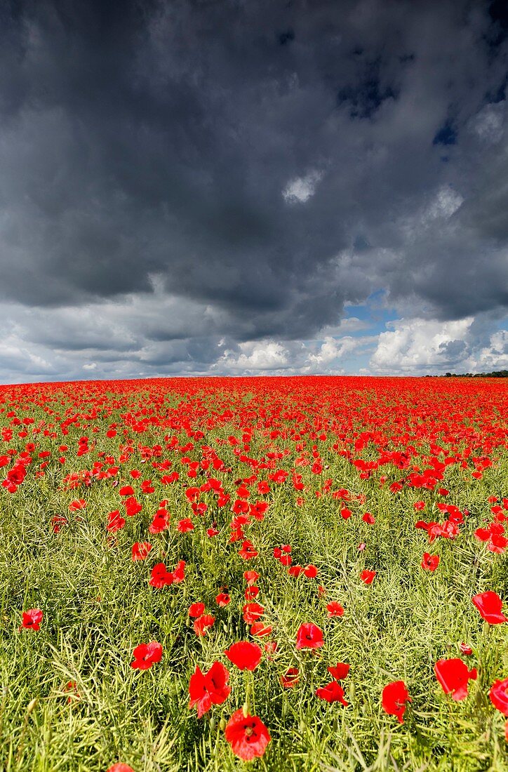 France, Allier, rape field and poppies, stormy sky