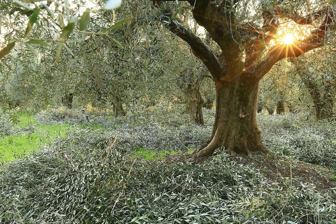 Frankreich, Alpes Maritimes, Nizza, Lessatini Olivendomäne