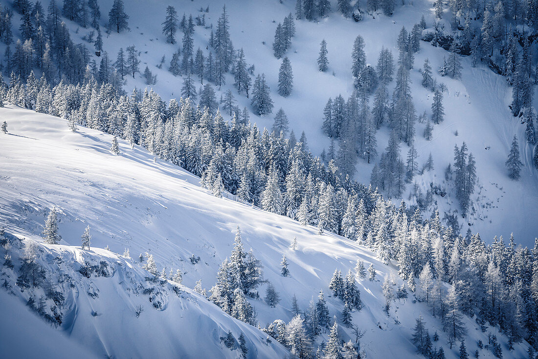 Verschneite Bäume auf sonnenbeschienen Bergrücken, Pertisau, Tirol, Österreich