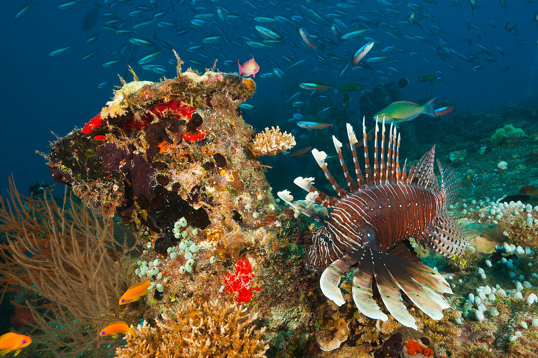 Indischer Rotfeuerfisch, Pterois Miles, Sued Male Atoll, Indischer Ozean, Malediven