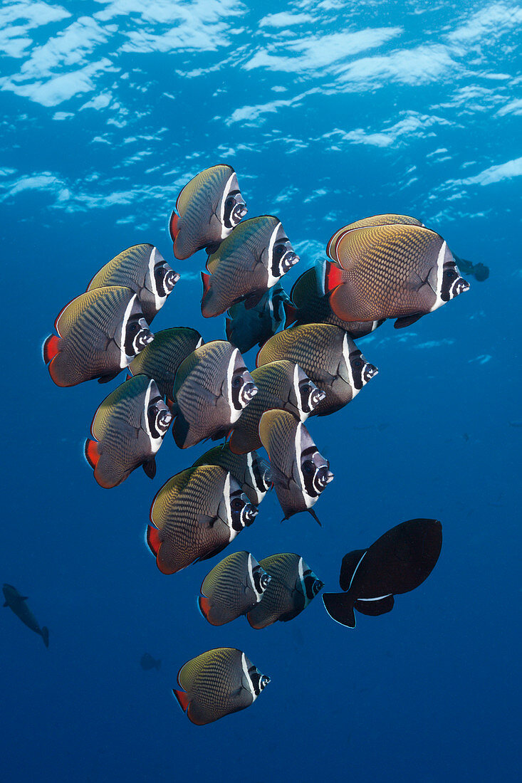 Schwarm Halsband-Falterfische, Chaetodon collare, Felidhu Atoll, Indischer Ozean, Malediven