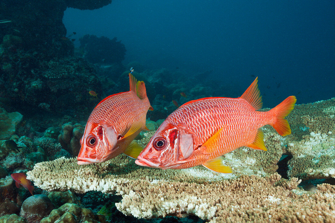 Grossdorn-Husarenfische, Sargocentron spiniferum, Felidhu Atoll, Indischer Ozean, Malediven