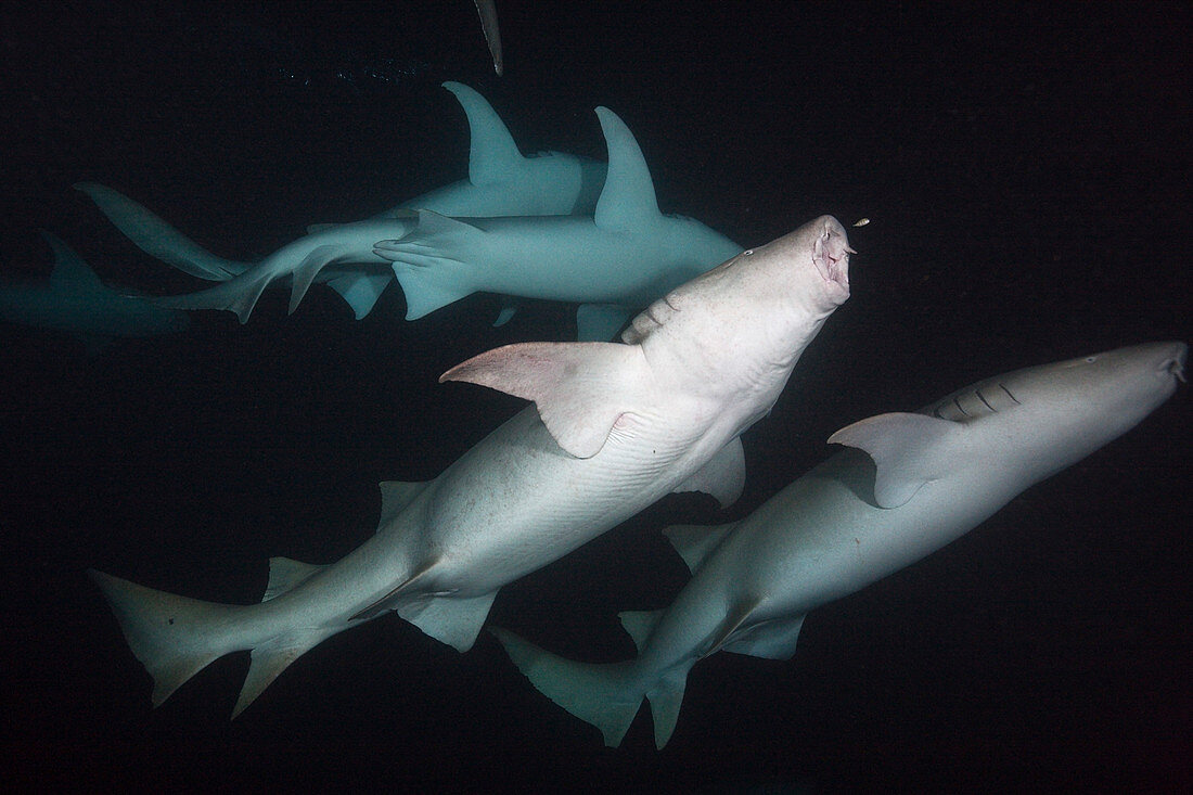 Ammenhaie in der Nacht, Nebrius ferrugineus, Felidhu Atoll, Indischer Ozean, Malediven