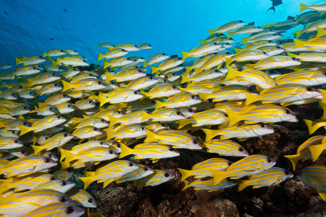 Shoal of blue-striped snappers, Lutjanus kasmira, South Male Atoll, Indian Ocean, Maldives