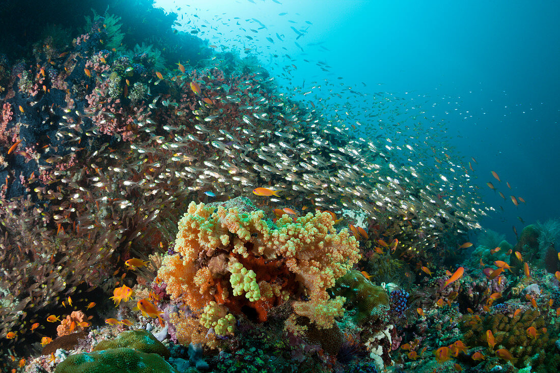Shoal of glass fish on the reef, Parapriacanthus ransonneti, Ari Atoll, Indian Ocean, Maldives