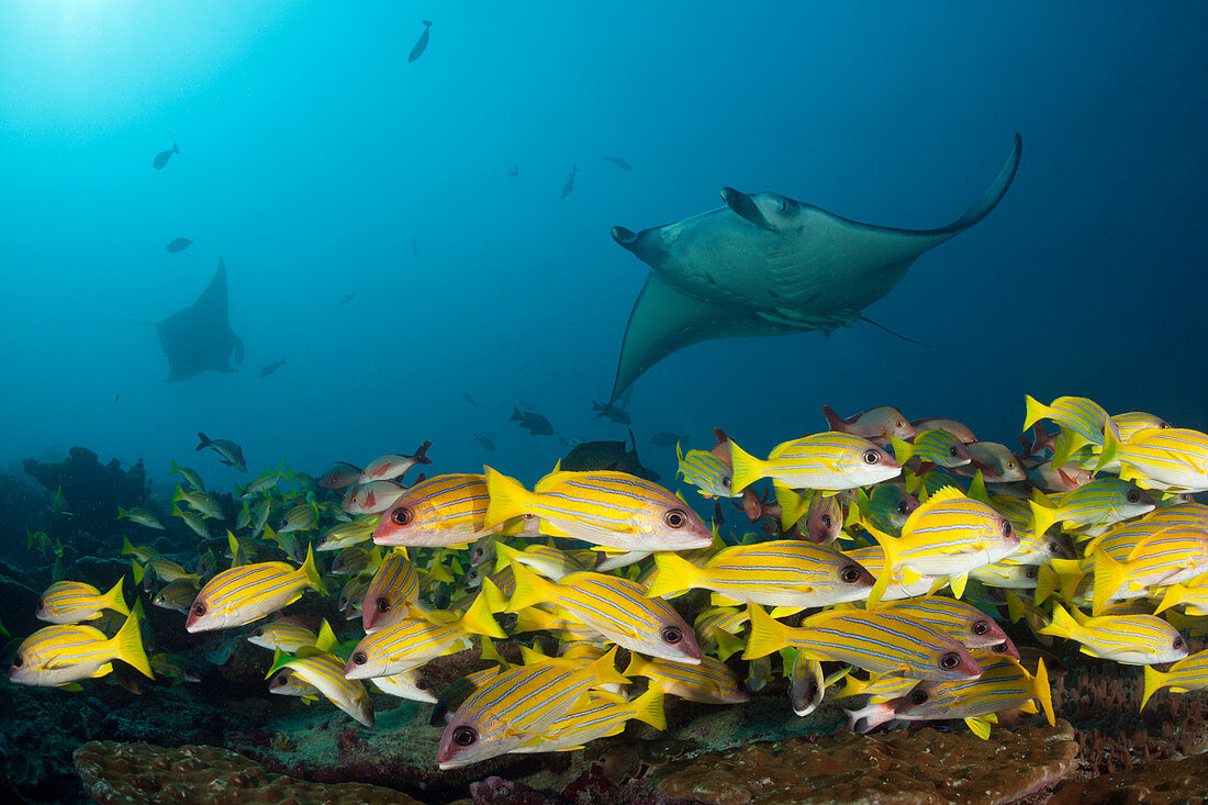 Reef Manta, Manta alfredi, Ari Atoll, Indian Ocean, Maldives