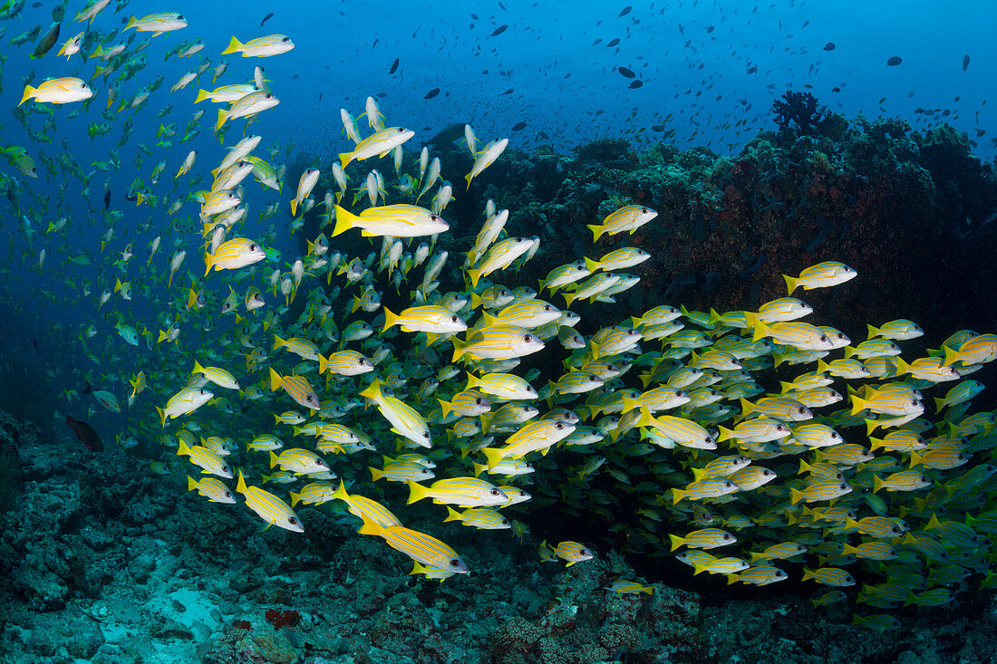 Shoal of Blue-striped Snappers, Lutjanus kasmira, Ari Atoll, Indian Ocean, Maldives