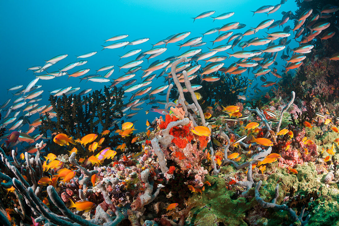 Buntes Korallenriff, Ari Atoll, Indischer Ozean, Malediven