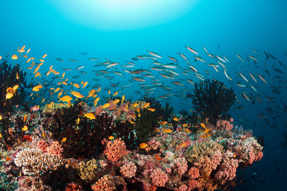 Buntes Korallenriff, Ari Atoll, Indischer Ozean, Malediven