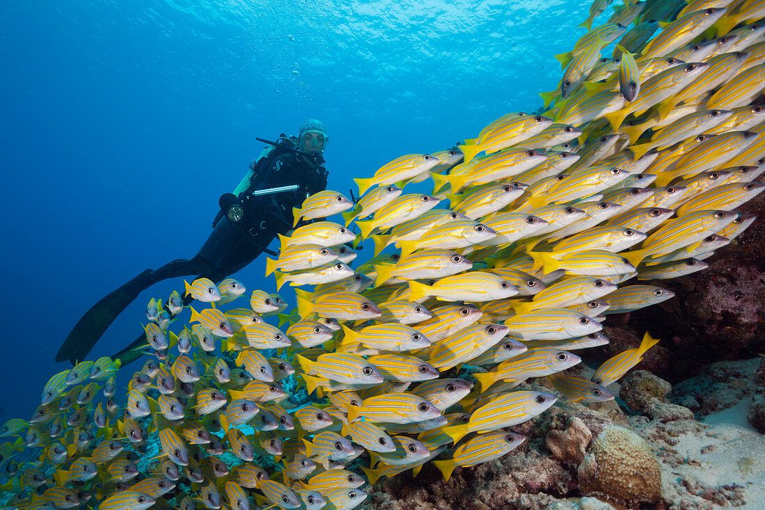 Schwarm Blaustreifen-Schnapper, Lutjanus kasmira, Felidhu Atoll, Indischer Ozean, Malediven