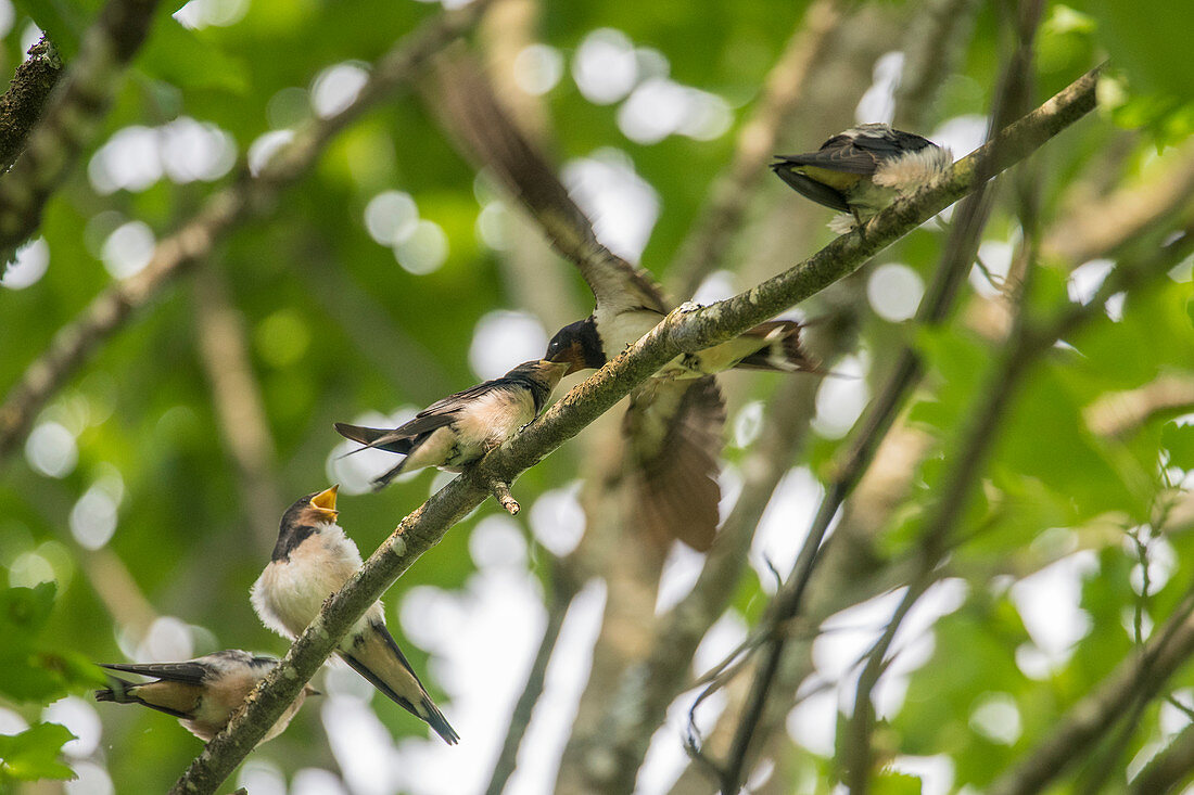 Young barn swallows sit on a branch and are fed by the parent animal, Germany, Bavaria, Allgäu