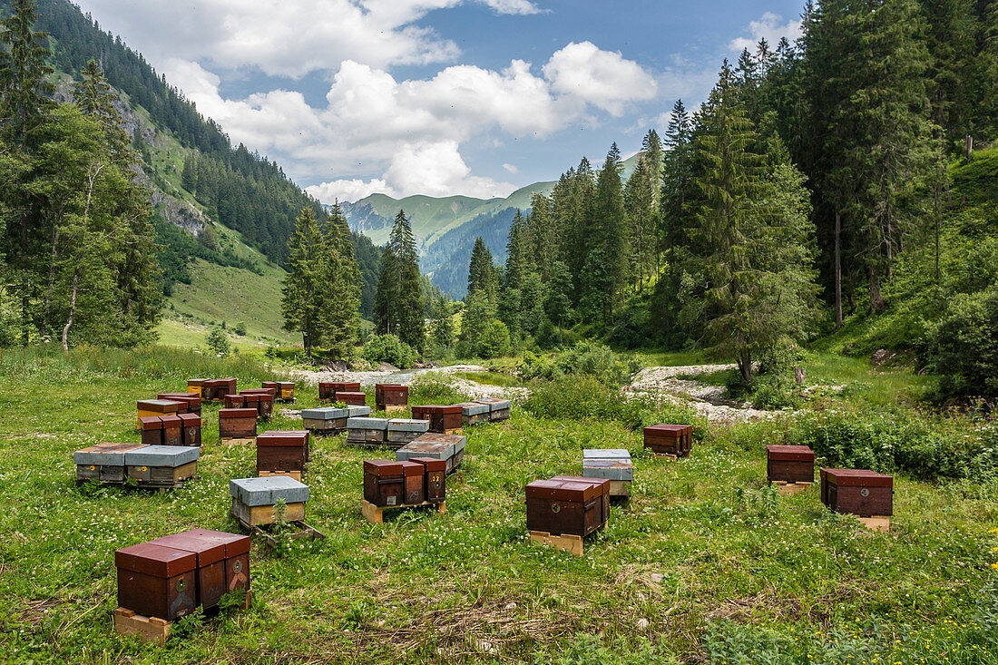 Honigbienen in Bienenkästen stehen inmitten des Pamoramas der Ällgäuer Berge. Deutschland, Bayern, Oberallgäu   