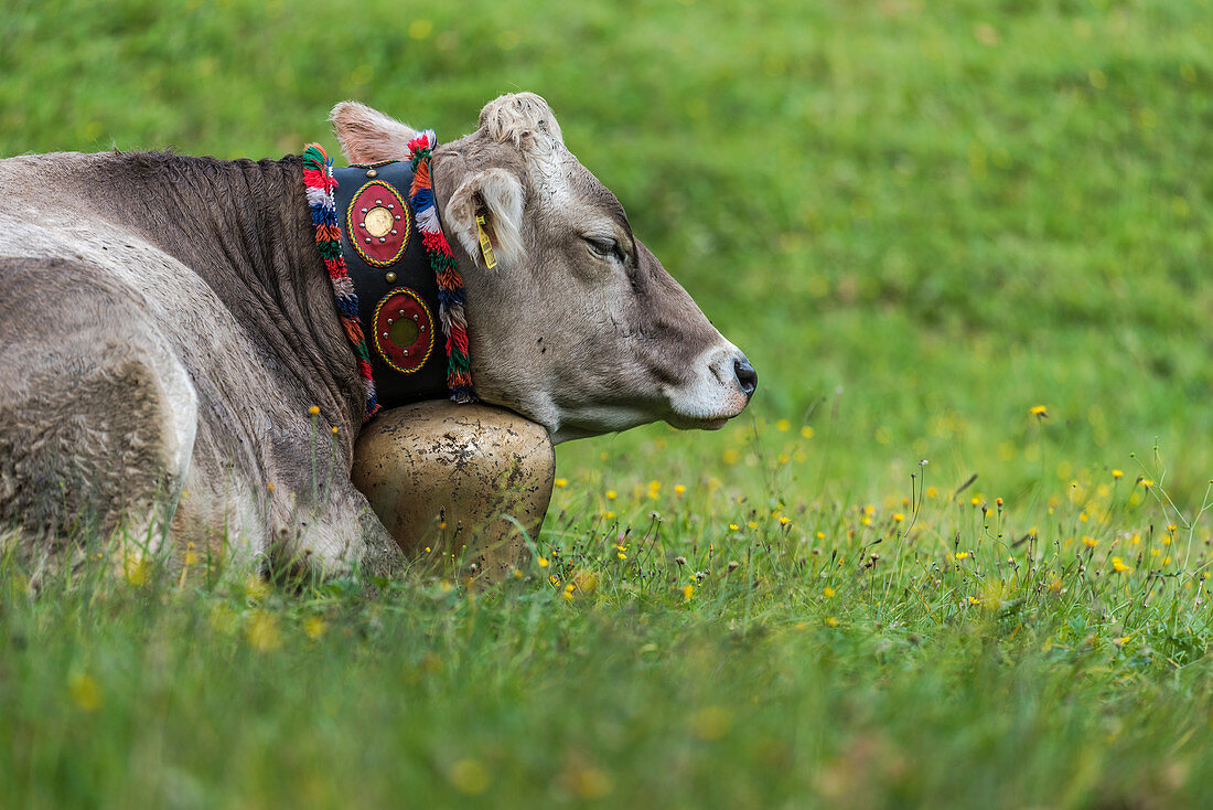 Portrait of an Allgäu cow with cowbell, lying in a flower meadow, Germany, Bavaria, Allgäu