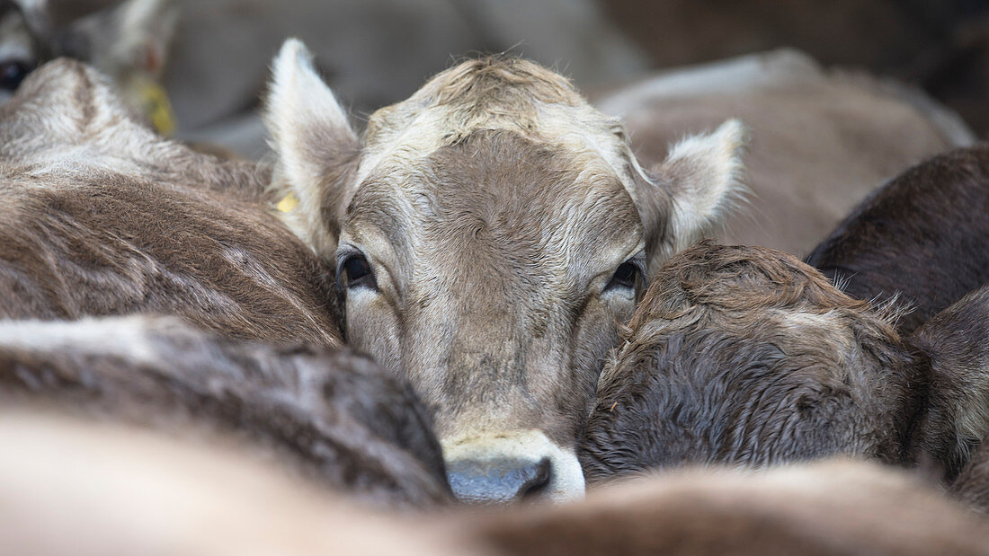 Portrait of a calf standing in a herd of cows, Germany, Bavaria, Allgäu